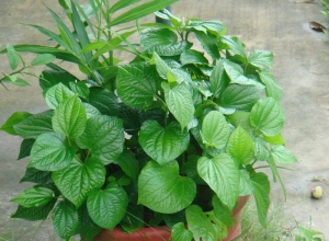 5 mẹo chữa đau nhức xương khớp với lá lốt hiệu quả có thể bạn chưa biết